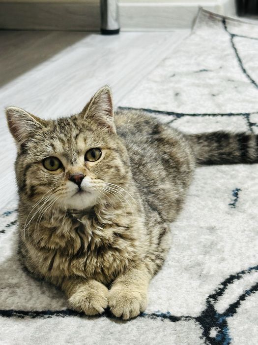 Срочно Домашний котенок ищет себе новый дом !