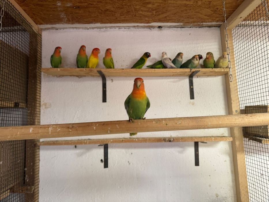 Vând diverși papagali