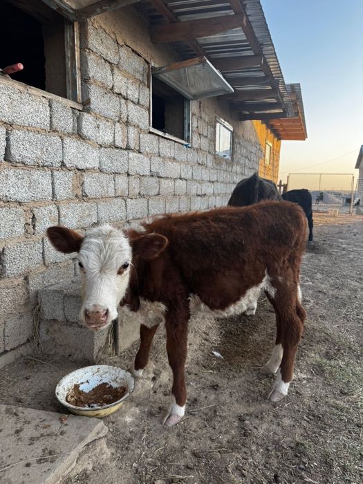 Бұзау сатылады, Асиларық