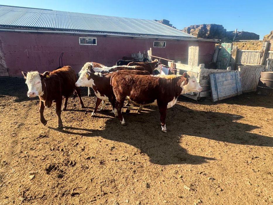 Продам годовалых телок с откорма