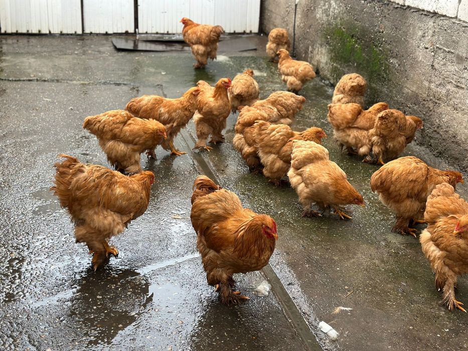 De vânzare gaini cochinchina urias galben