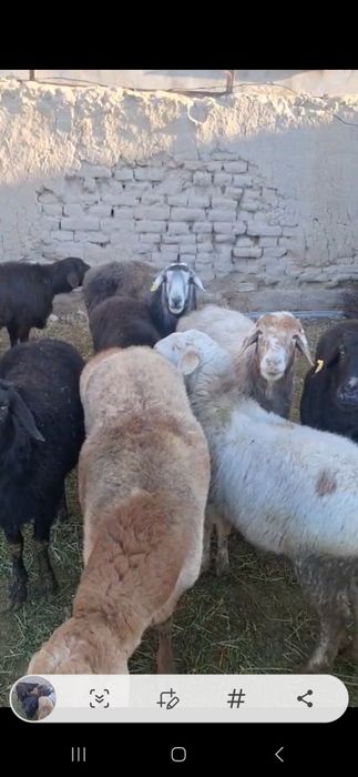 Қой тоқты сатылады