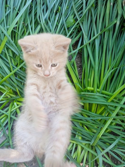 Отдам котят в добрые руки