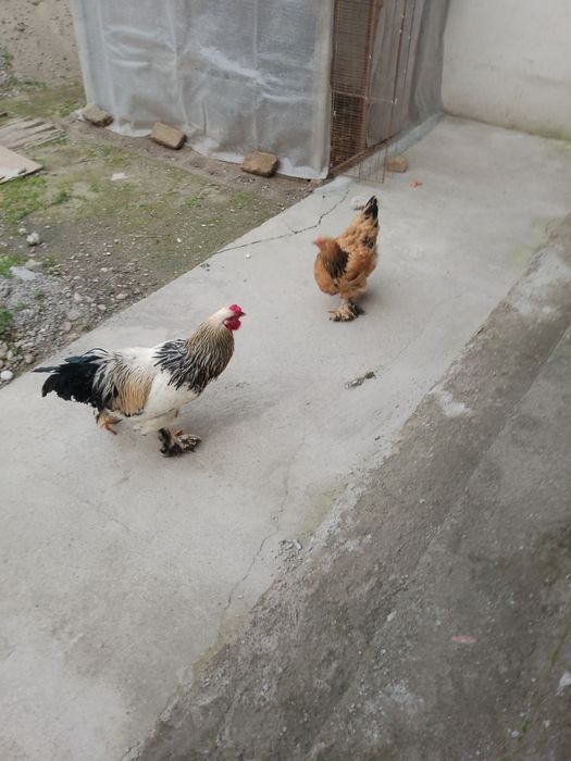 Брама хурозлари 4дона