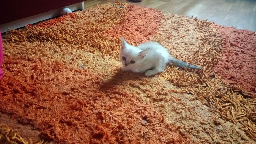 Британская Короткошерстная