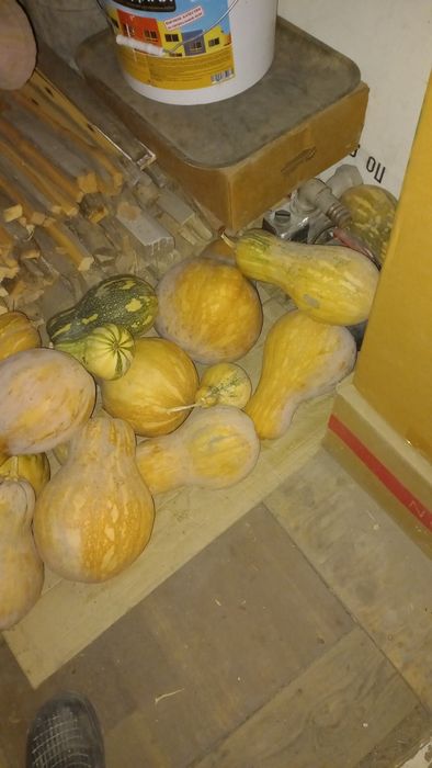 Тыква мантная сладкая