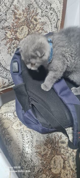 Британский кошка