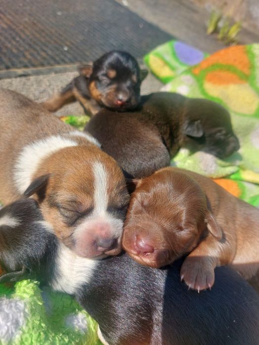 Щенков дворняжки