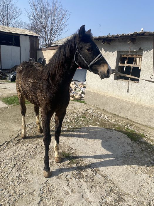 Тай сатылады еркек срочно