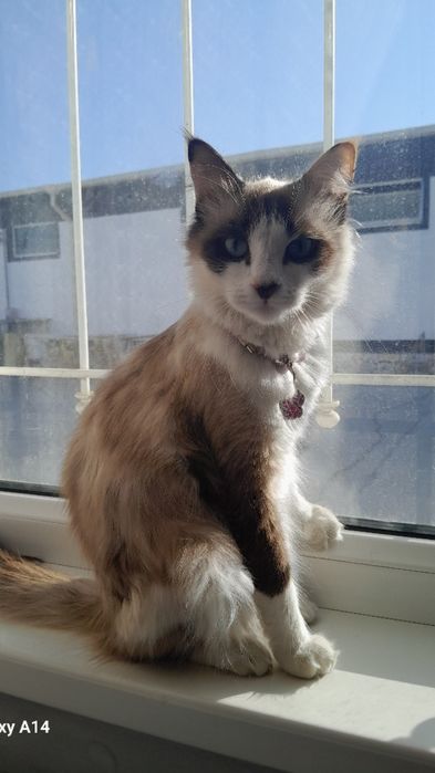 Продаётся Регдоллы!!!