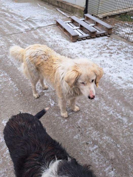 Donez câine rasă autohtona  ,se asigură transport la domiciliu  gratis