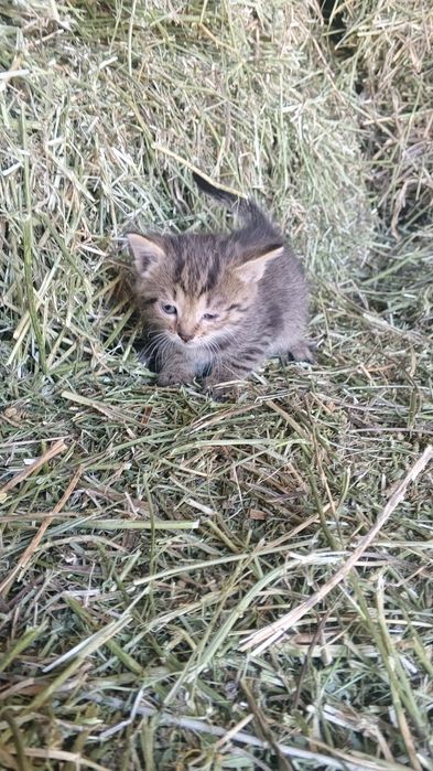Котята крыселовы