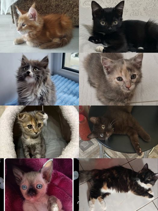 Котёнок девочка!!!