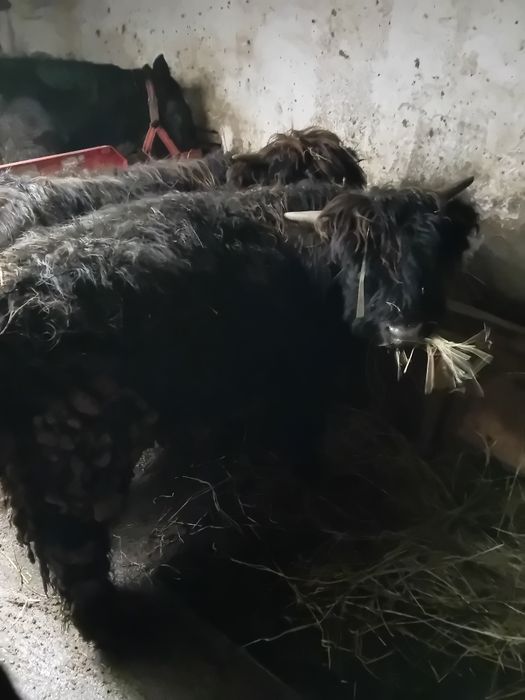 Vând doi viței highland