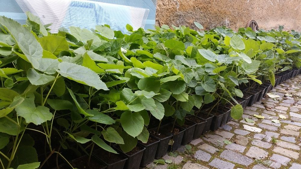 Vand plante paulownia  ACLIMATIZATE