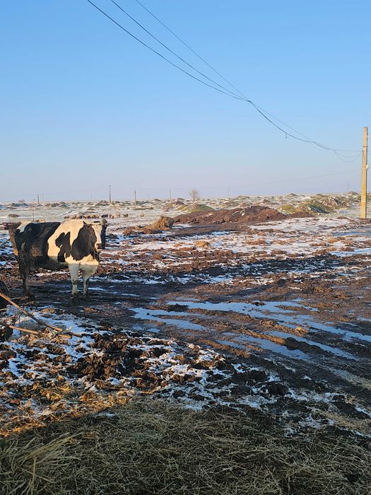 Ofer spre vanzare 10 vaci