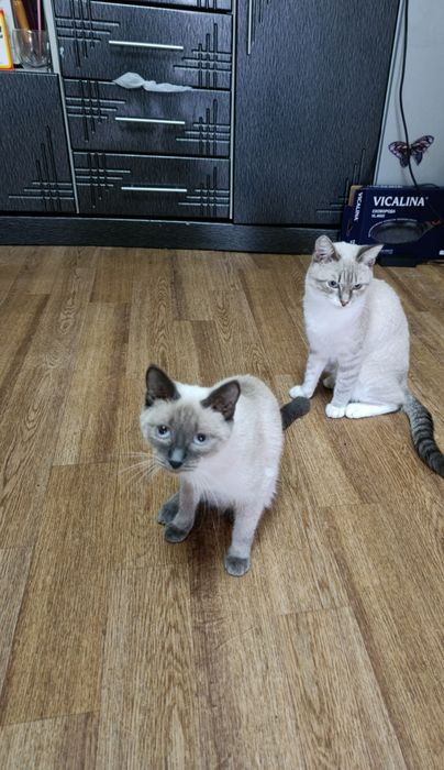 Отдам в добрые руки