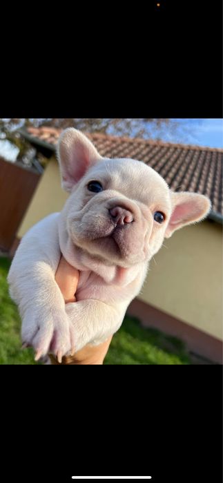 Bulldog francez platinum