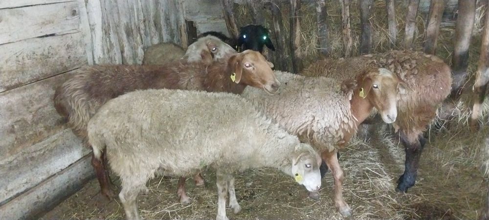 Продам баранов с откорма