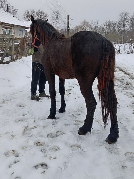 Vând mânză de un an și 8 luni