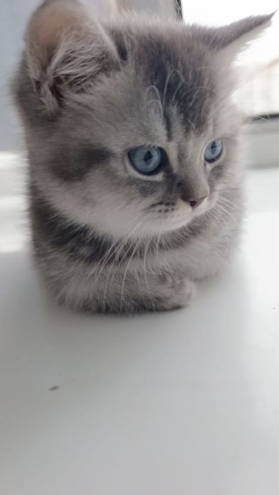 Урганчда сотилади скотиш шиншилла серий угилча