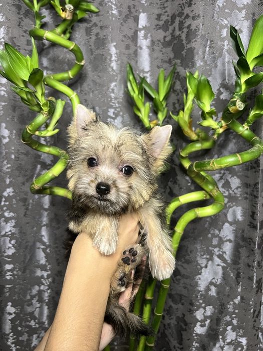 Продаётся щенок йоркширского терьера