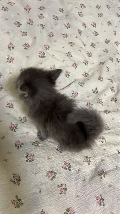 Котенок продается
