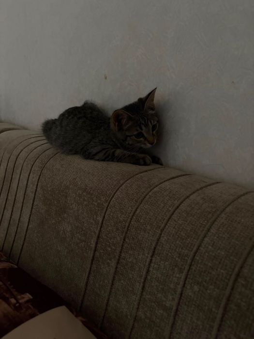 Продается домашний котенок