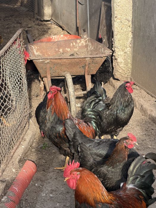 Продавям петли за месо и разплод