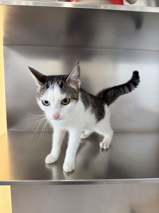 Кошечка ЛАЙМА. 8 месяцев