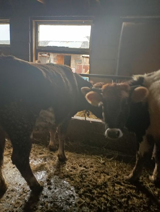 Сельхозживотные, 4