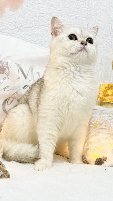 Серебристая шиншилла