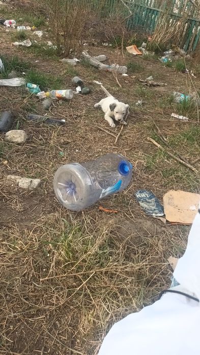 Пристраиваются классные щенята,девочки и мальчики