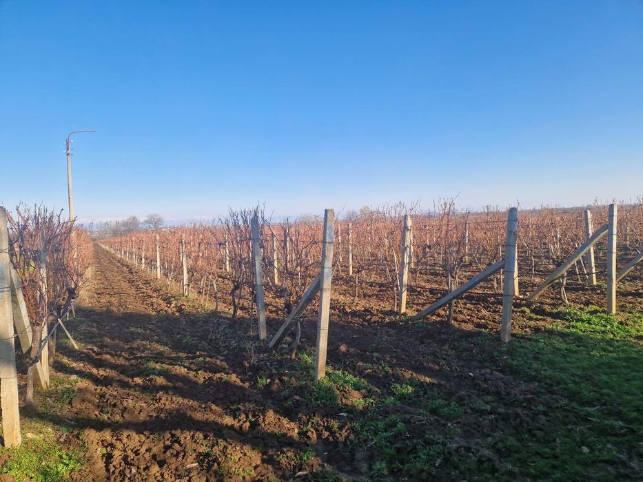 Лозе 20дка. Перфектно отгледано