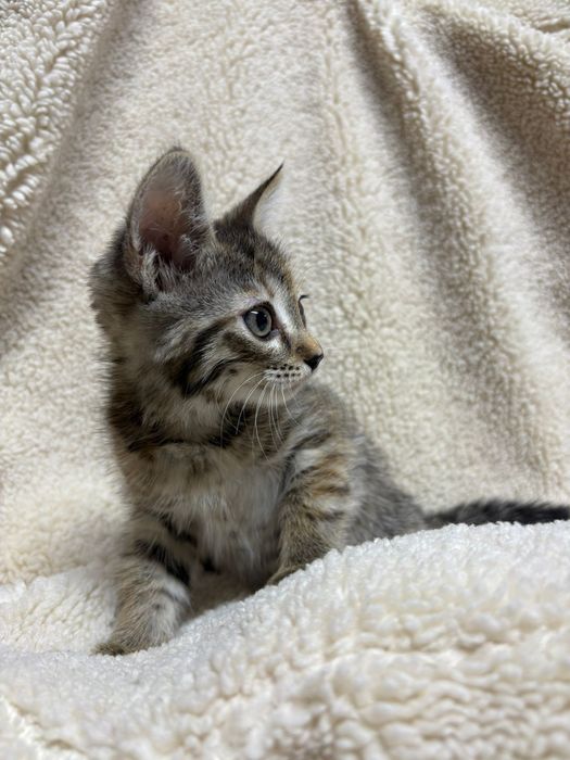 Отдам котят район дворца спорта