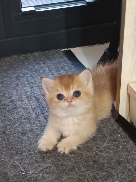 Продаётся котёнок британский