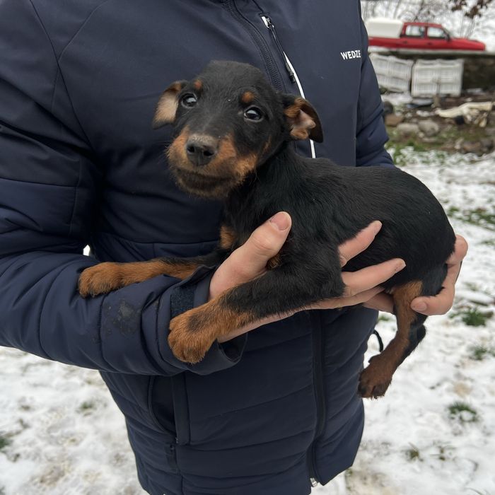 Vand catei jaggterier