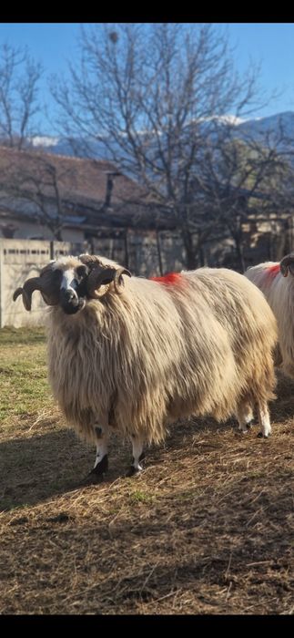 Disponibilu 10 berbecutii si un berbec