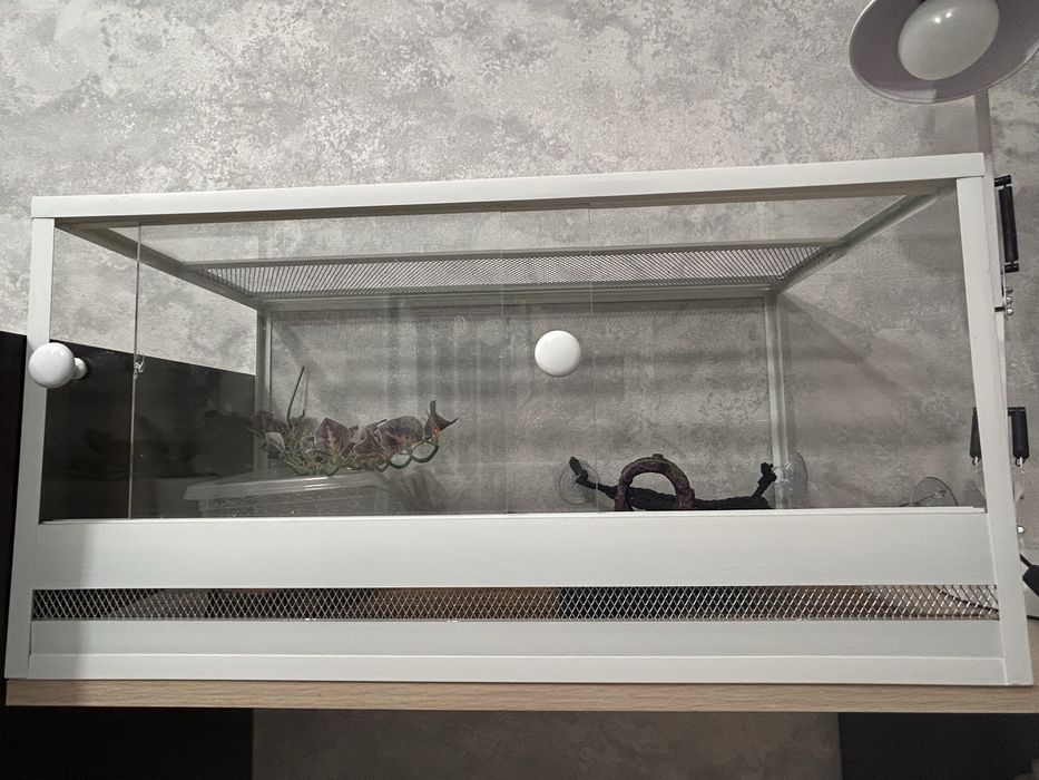 Эублефар с террариумом