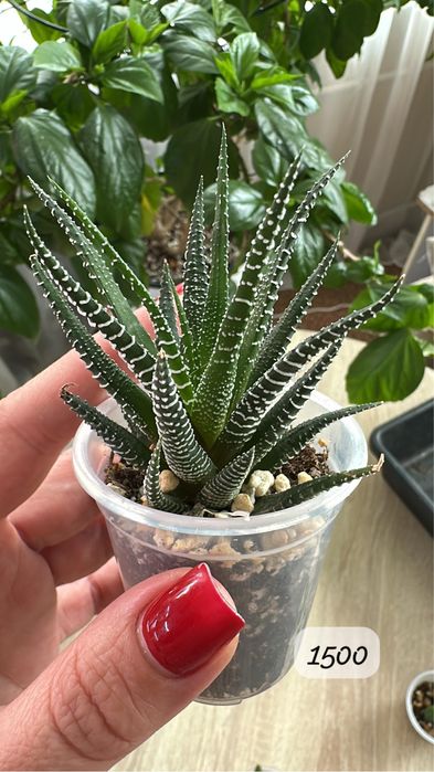 Комнатные растения