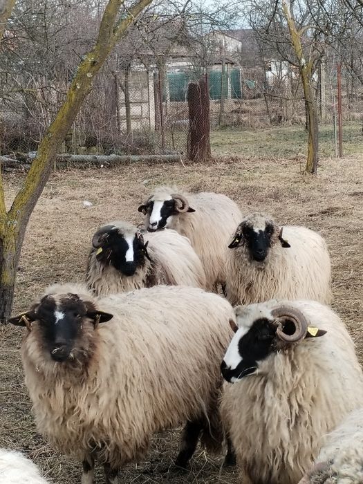 Noatine, caută alt stăpân.