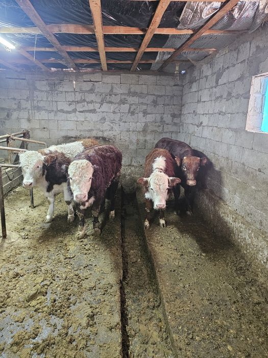 Быки  продам 4 чтук