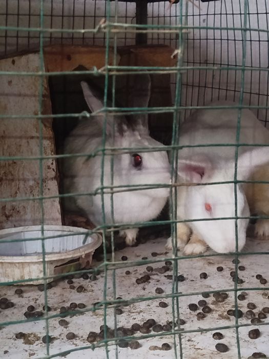 Quyon 2 para mahalliy quyonlar