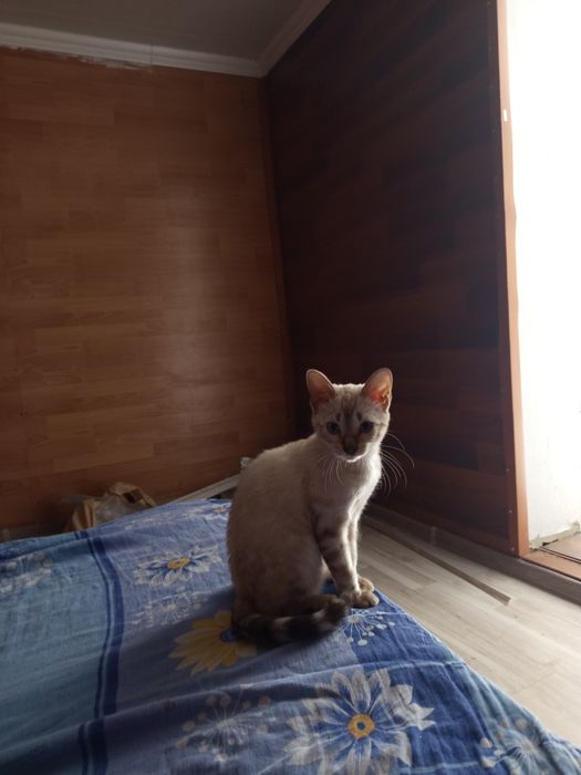 Котенок продается