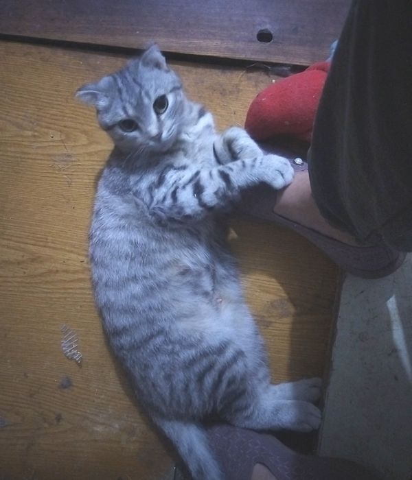 Кошечка ответственным людям