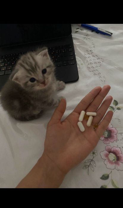 Породистые котята