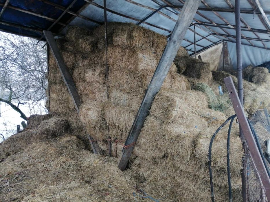 Vand baloti de lucerna si de paie