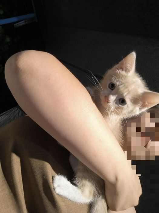 Отдам котенка в хорошие руки