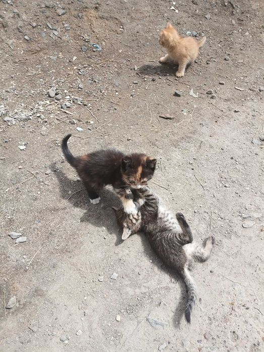 Котята бесплатно.