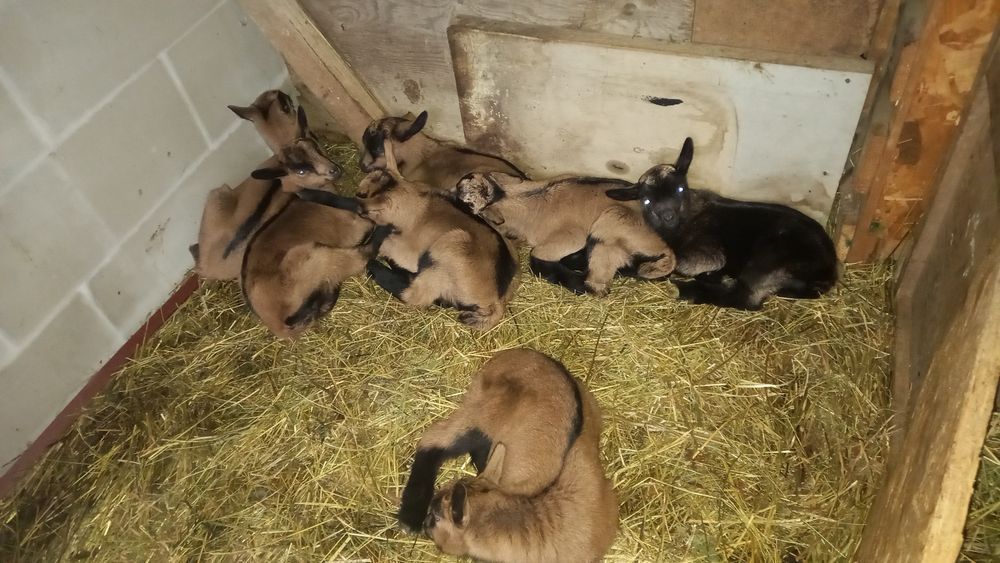 Vând țap alpin cu pedegree!